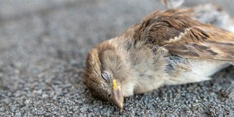 死鳥處理|死鳥清除